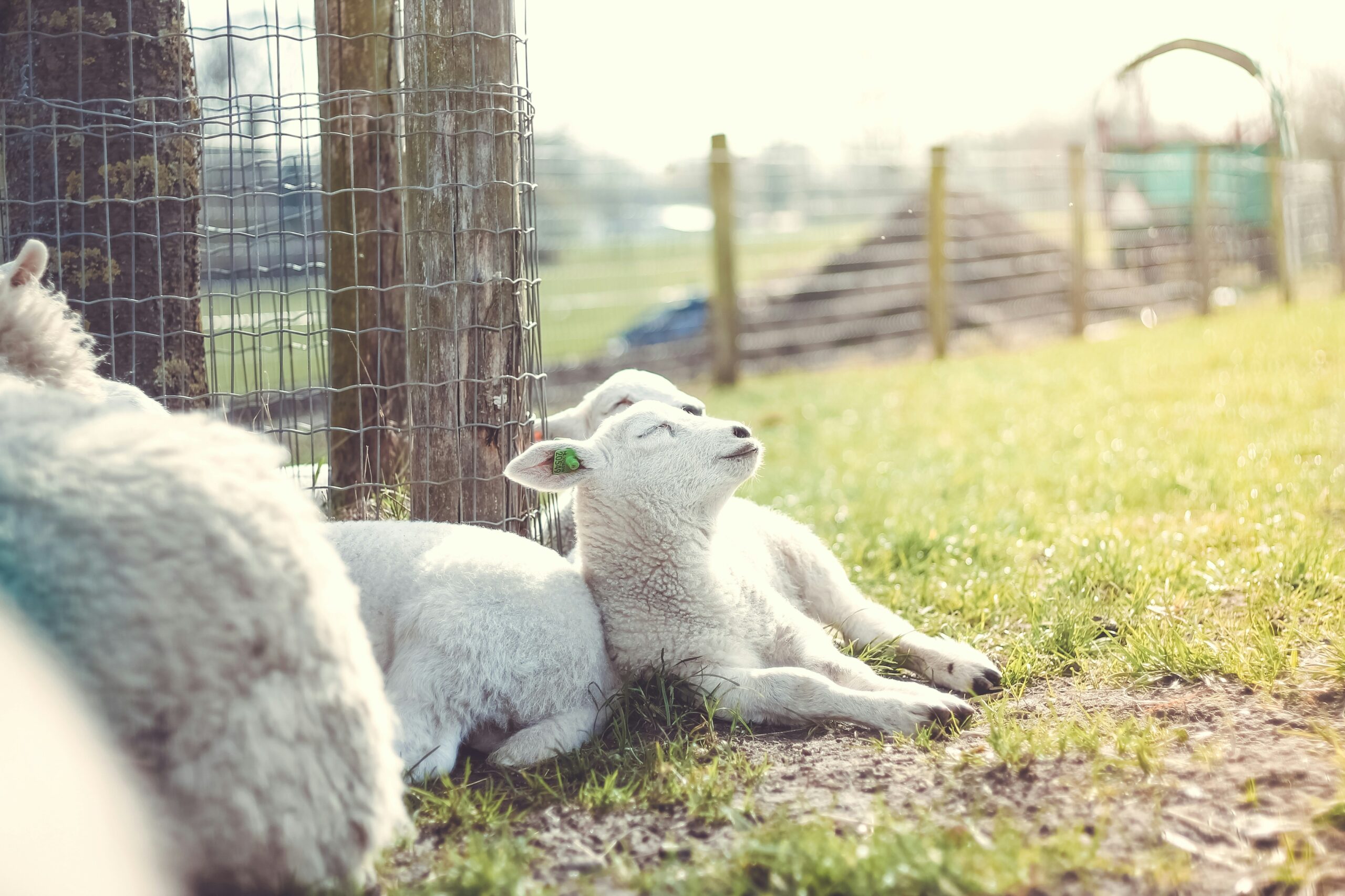 A sweet, sunbathing baby lam tilting their face to the sunshine 