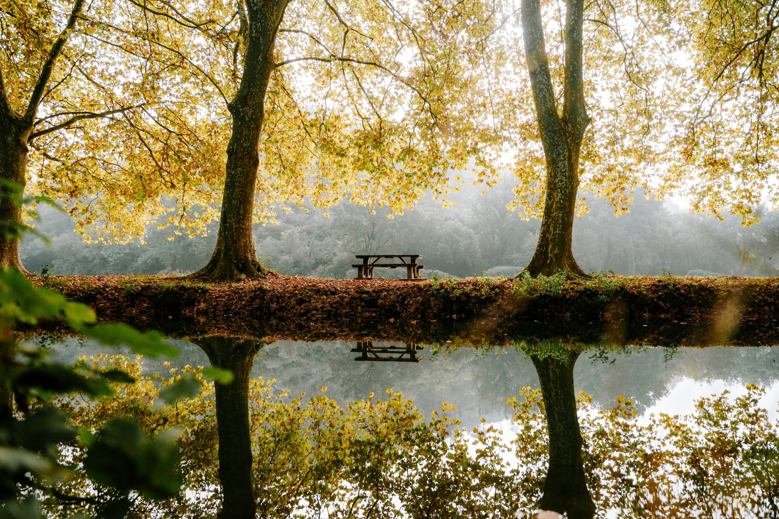 a beautiful autumn nature scene with water and a serene bench beneath trees