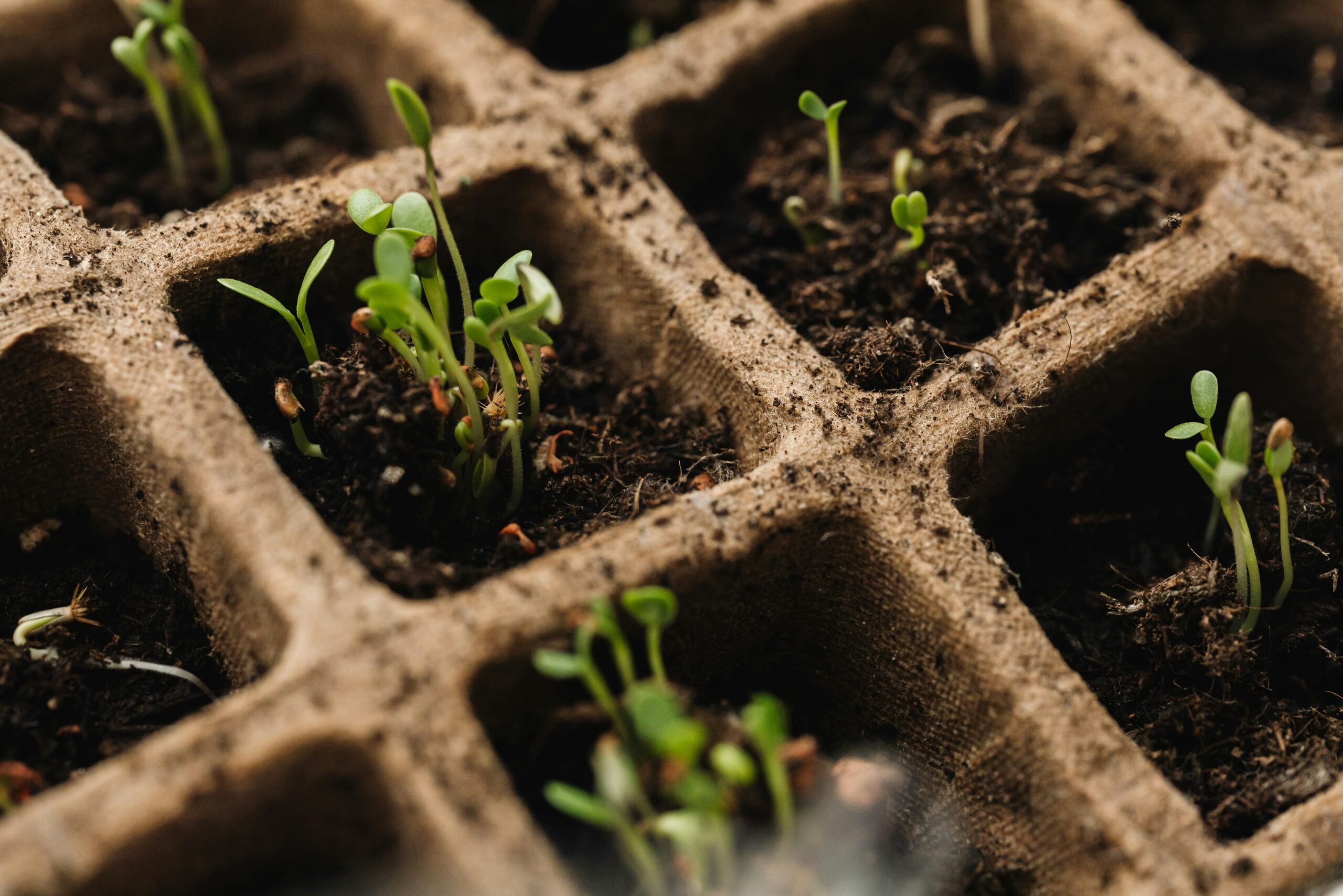 Seedlings sprout in compostable nursery pots. 