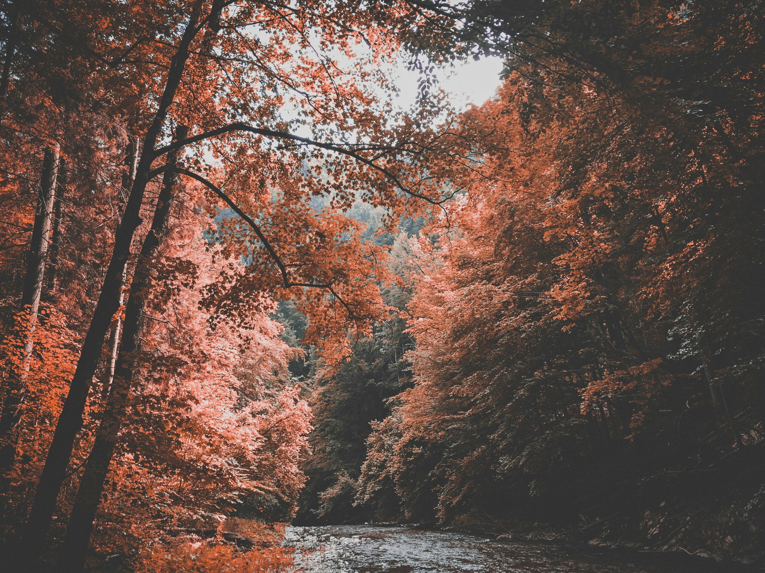 Fall foliage glows in the late afternoon light and glints off a wide stream